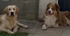 avatar petsitter