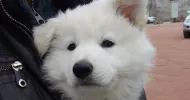 avatar petsitter