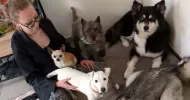 avatar petsitter