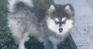 avatar petsitter
