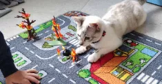 avatar petsitter
