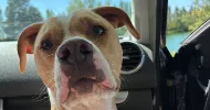 avatar petsitter