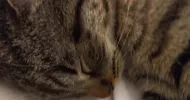 avatar petsitter