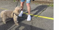 avatar petsitter