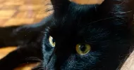 avatar petsitter