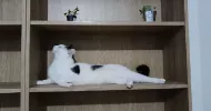 avatar petsitter
