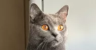 avatar petsitter