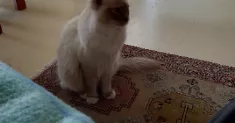 avatar petsitter