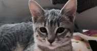 avatar petsitter