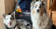 avatar petsitter