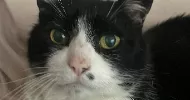avatar petsitter