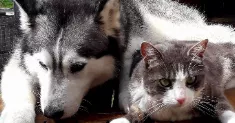avatar petsitter