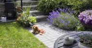 avatar petsitter