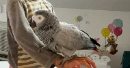 avatar petsitter