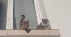 avatar petsitter