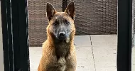 avatar petsitter