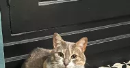 avatar petsitter