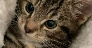 avatar petsitter