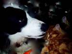 céline pet sitter à Bertrambois 54480