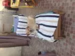 avatar petsitter