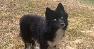 avatar petsitter