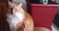 avatar petsitter