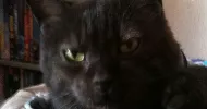 avatar petsitter