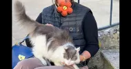 avatar petsitter