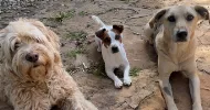 avatar petsitter