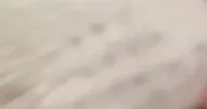 avatar petsitter