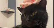 avatar petsitter