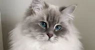 avatar petsitter