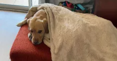 avatar petsitter