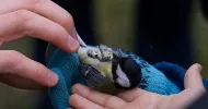 avatar petsitter