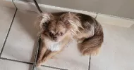 avatar petsitter