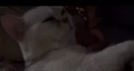 avatar petsitter