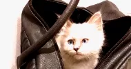 avatar petsitter