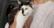 avatar petsitter