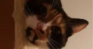 avatar petsitter