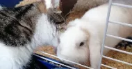 avatar petsitter