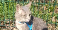 avatar petsitter