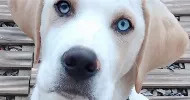 avatar petsitter