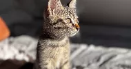 avatar petsitter