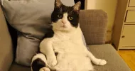 avatar petsitter