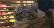 avatar petsitter