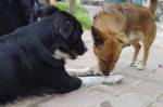 manon pet sitter à Saint-Didier-de-Formans 01600