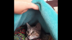 avatar petsitter