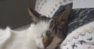 avatar petsitter