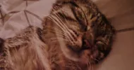 avatar petsitter