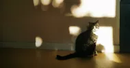 avatar petsitter